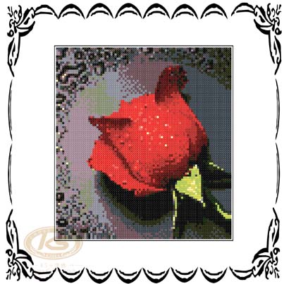 滴露玫瑰-(红) - 61822
